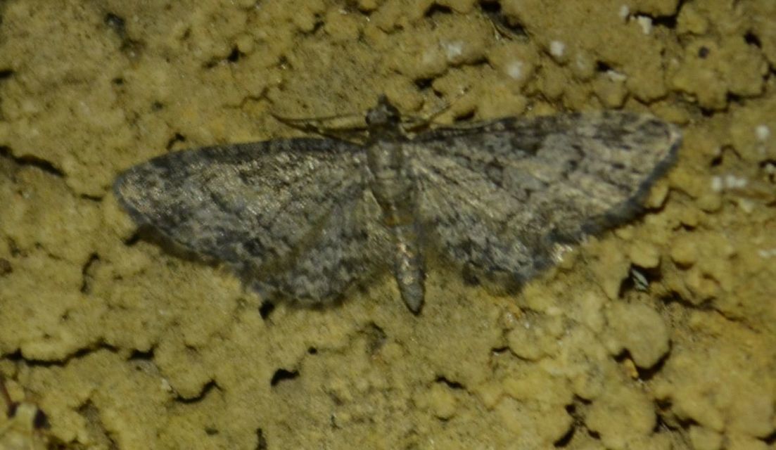 Eupithecia inturbata - juhar-törpearaszoló