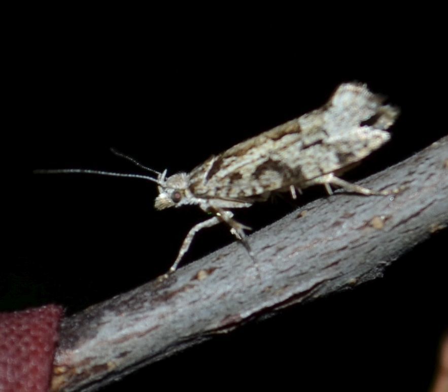 Ypsolopha vittella - füstös tarkamoly