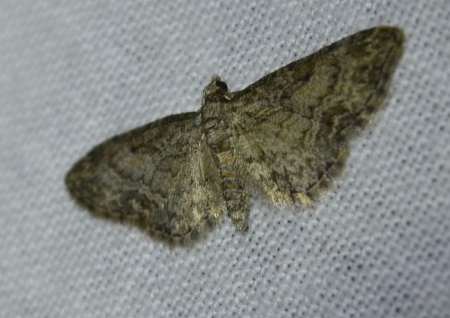 Eupithecia inturbata - juhar-törpearaszoló