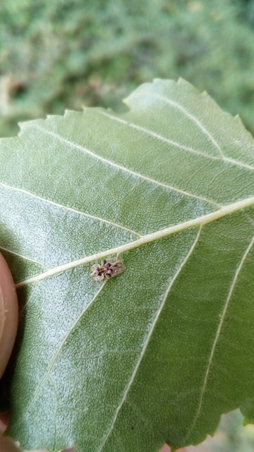 Corythucha arcuata - tölgy-csipkéspoloska