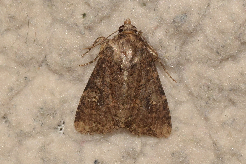 Mesapamea secalis - kis dudvabagoly