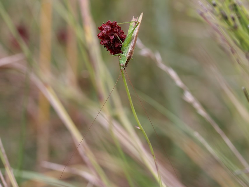 Conocephalus fuscus - kis kúpfejűszöcske