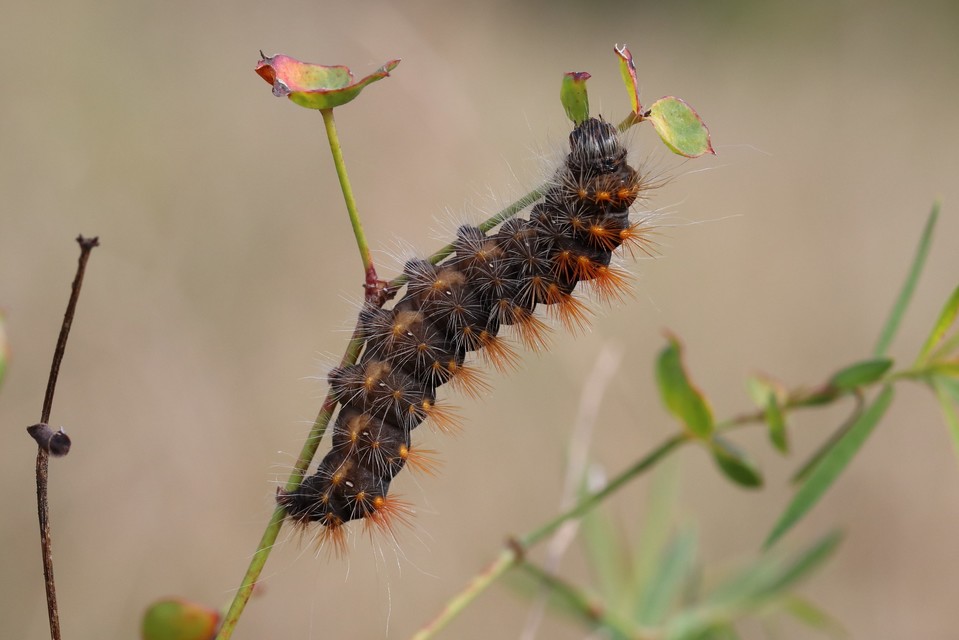 Acronicta auricoma - aranyos szigonyosbagoly