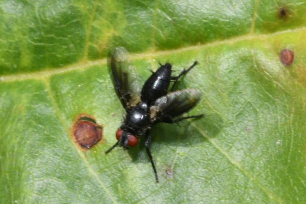 Nyctia halterata