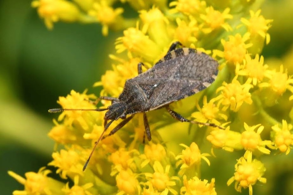 Ceraleptus gracilicornis - tüskéslábú karimáspoloska