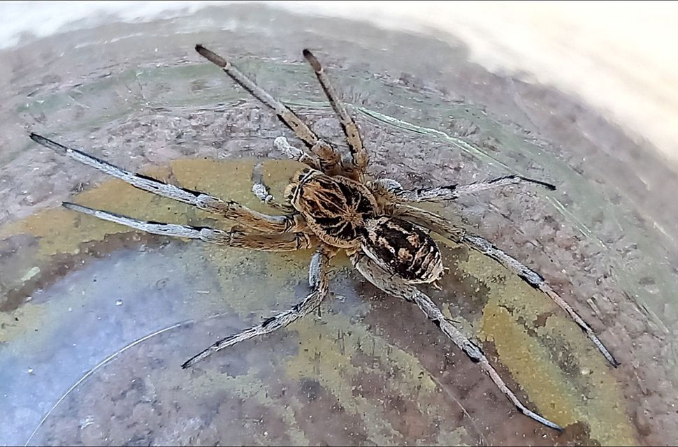 Geolycosa vultuosa - pokoli cselőpók