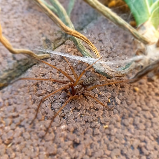 Eratigena atrica - nagy zugpók
