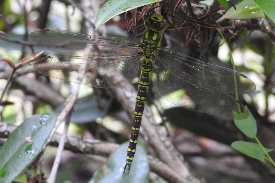 Aeshna cyanea - sebes karcsúacsa