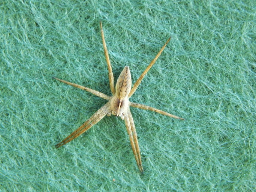 Pisaura mirabilis - csodáspók
