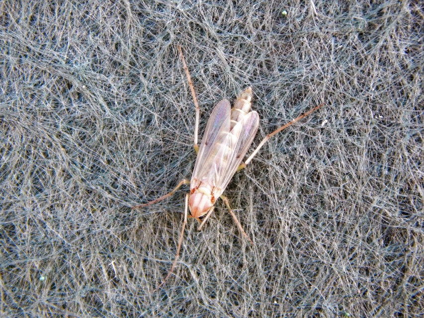 Chironomidae - árvaszúnyogok