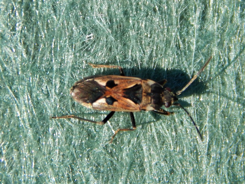 Rhyparochromus vulgaris - közönséges díszesbodobács