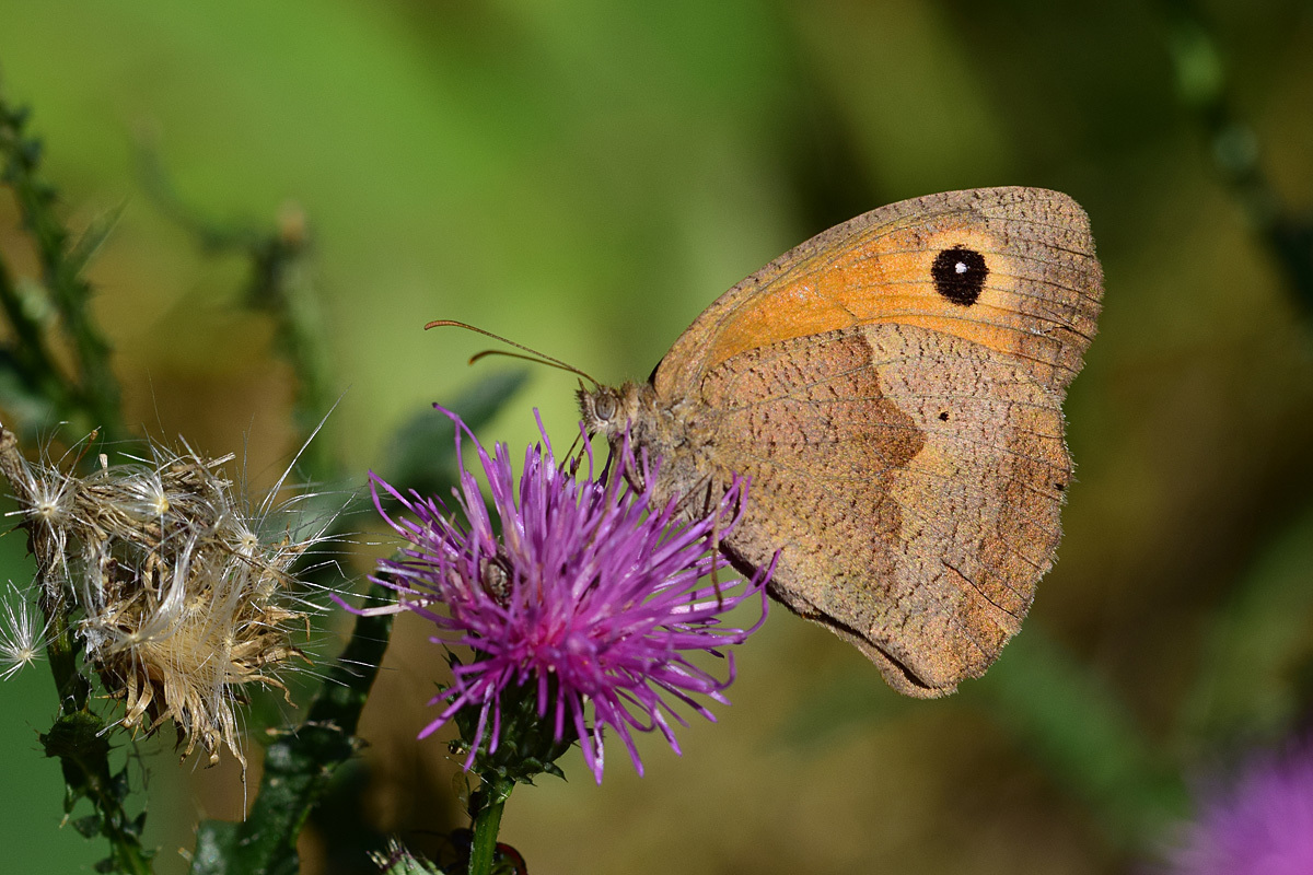 Maniola jurtina - nagy ökörszemlepke