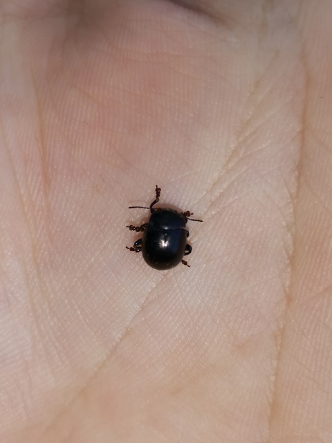 Chrysolina sturmi - vöröslábú levelész
