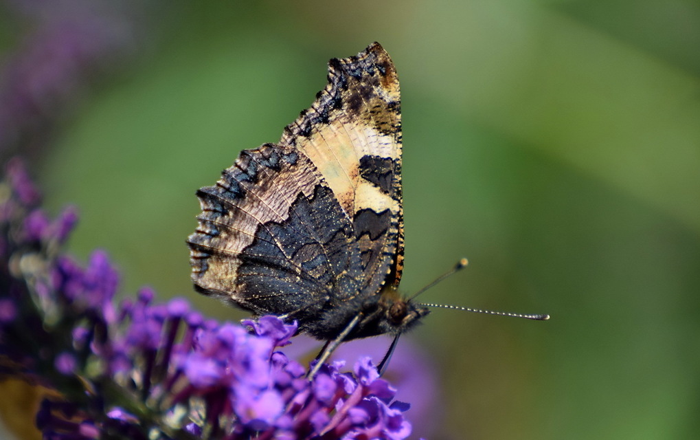 Nymphalis urticae - kis rókalepke