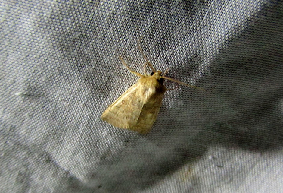 Hoplodrina octogenaria - barna selymesbagoly