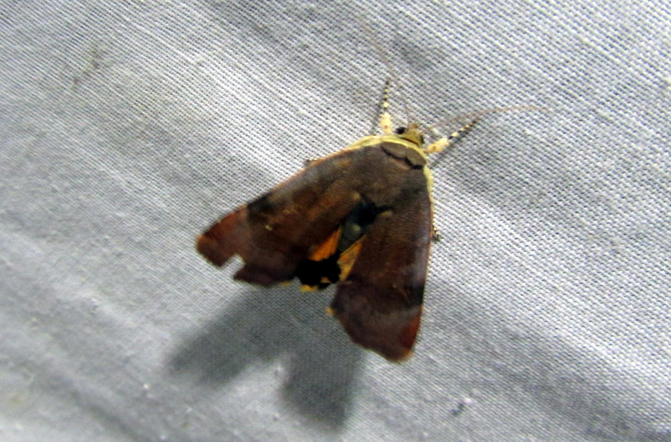 Noctua janthe/janthina