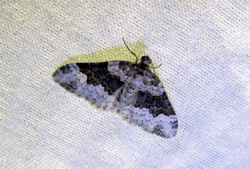Epirrhoe galiata - sávos galajaraszoló