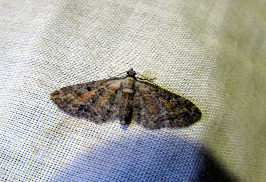 Eupithecia icterata - rozsdafoltos törpearaszoló