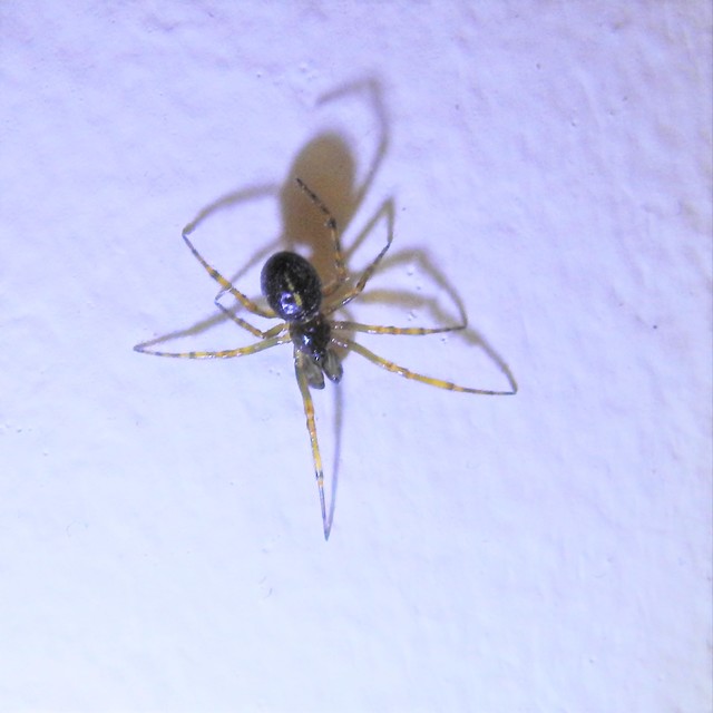 Steatoda bipunctata - kétpettyes faggyúpók