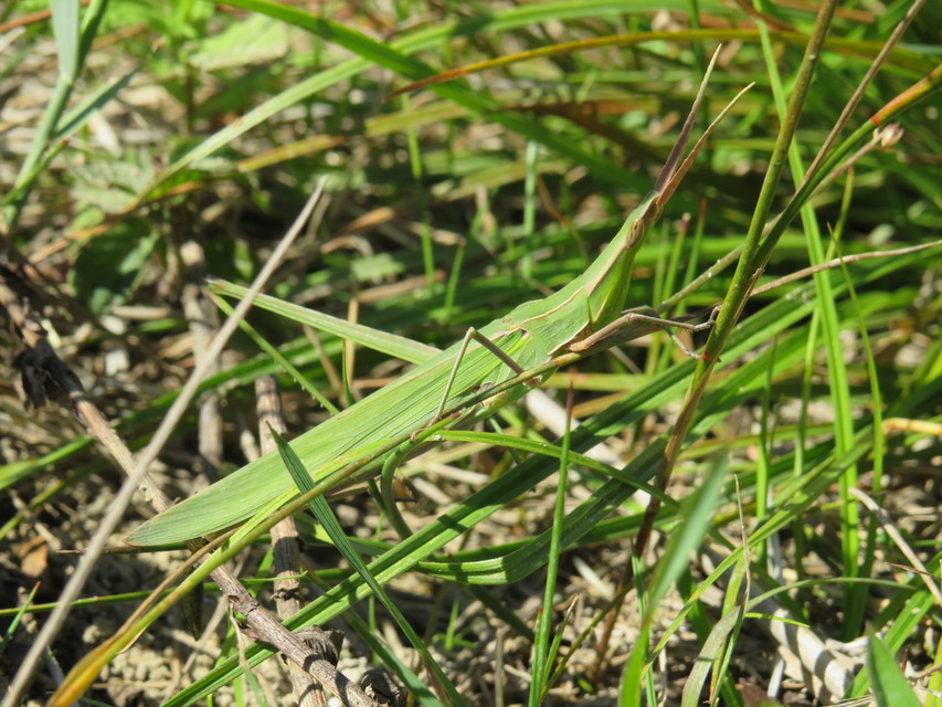 Acrida ungarica - sisakos sáska