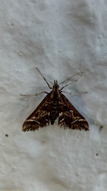 Diasemia reticularis - betűmintás tűzmoly
