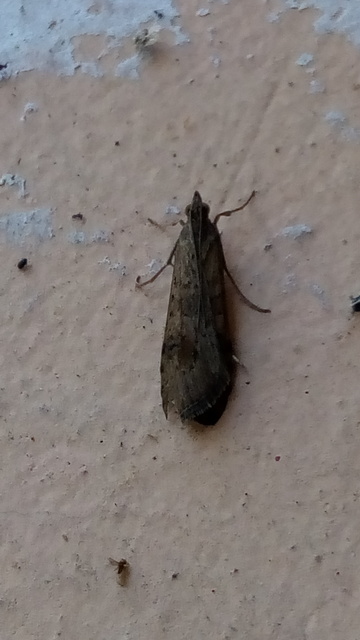 Nomophila noctuella - közönséges vándormoly
