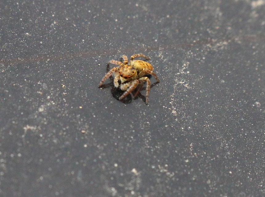 Carrhotus xanthogramma - rozsdás ugrópók