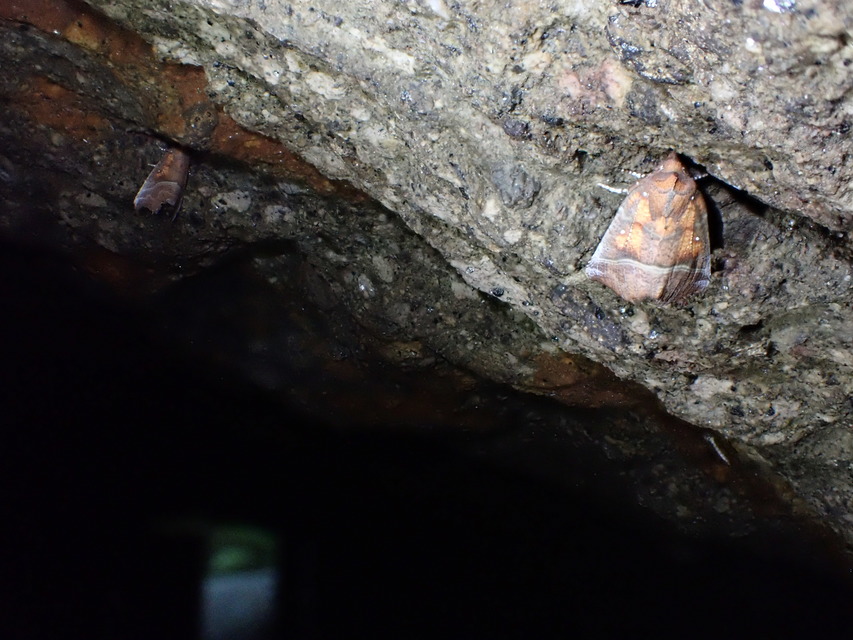 Scoliopteryx libatrix - vörös csipkésbagoly