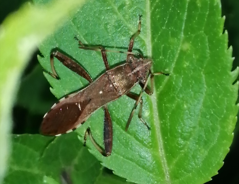 Camptopus lateralis - görbelábú karimáspoloska
