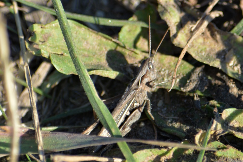 Chorthippus mollis - halk tarlósáska