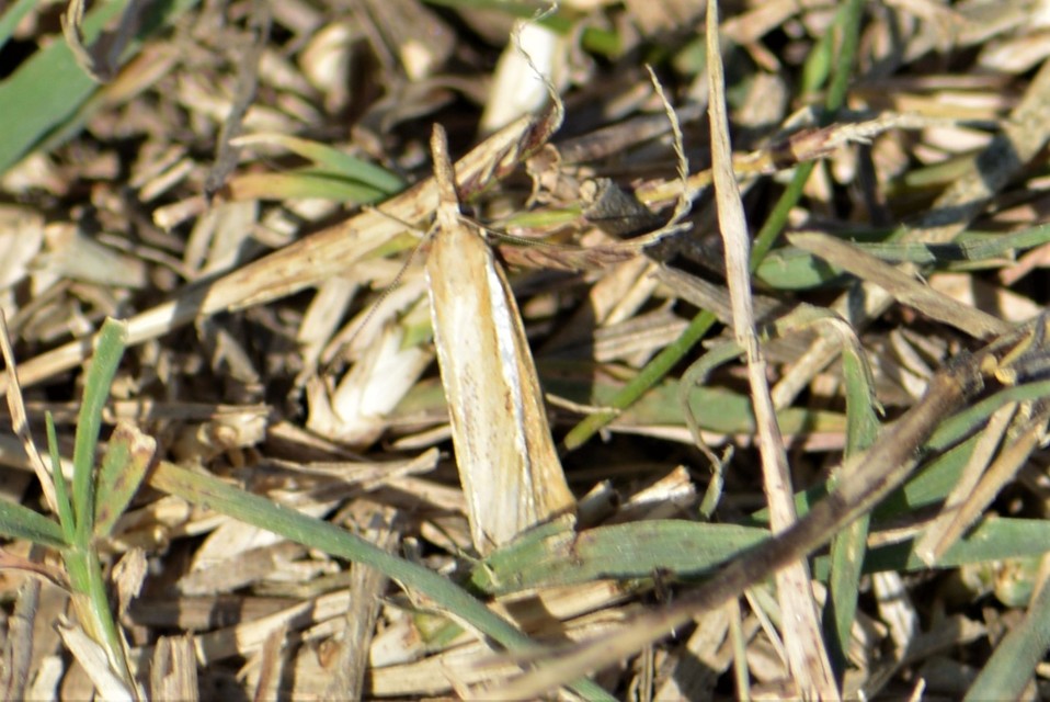 Agriphila