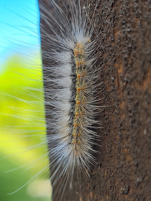 Hyphantria cunea - amerikai fehér medvelepke