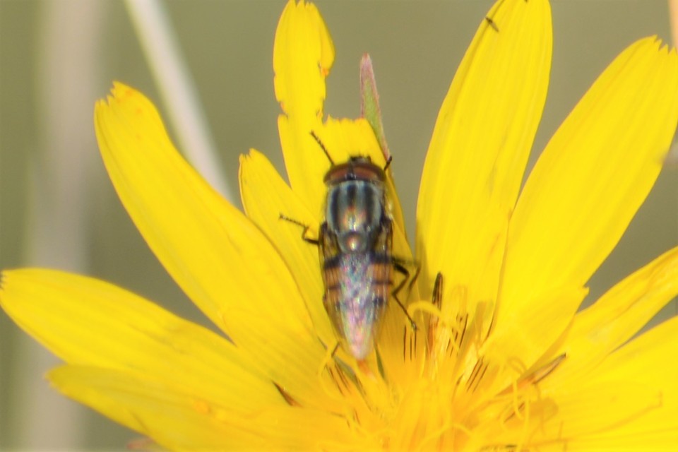 Stomorhina lunata - sáskaparazita légy