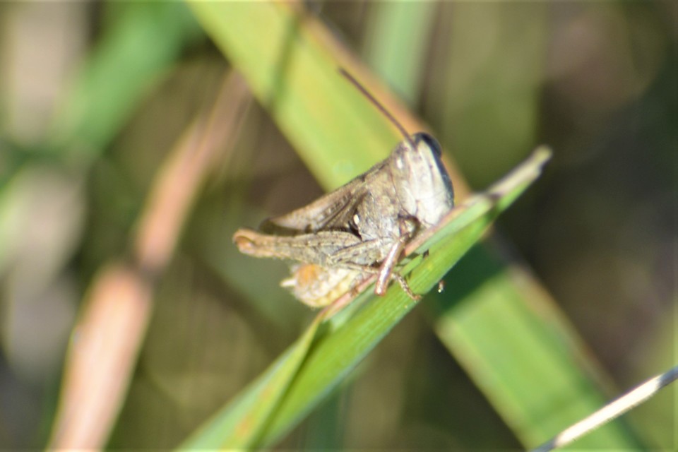 Chorthippus mollis - halk tarlósáska