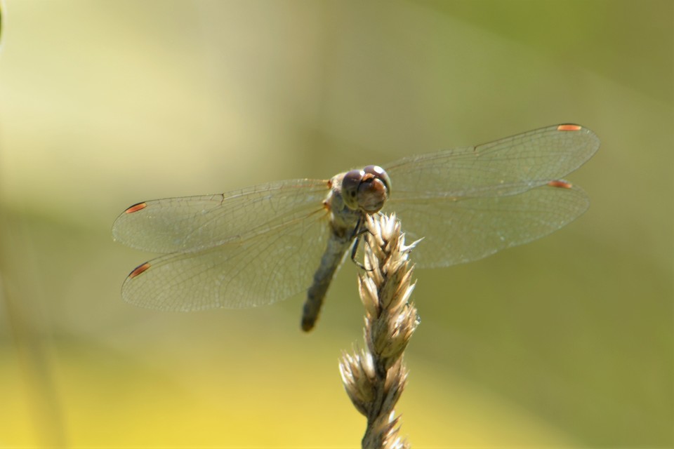 Sympetrum striolatum/vulgatum