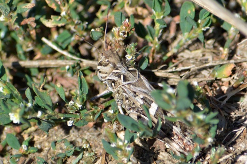 Oedaleus decorus - szalagos sáska