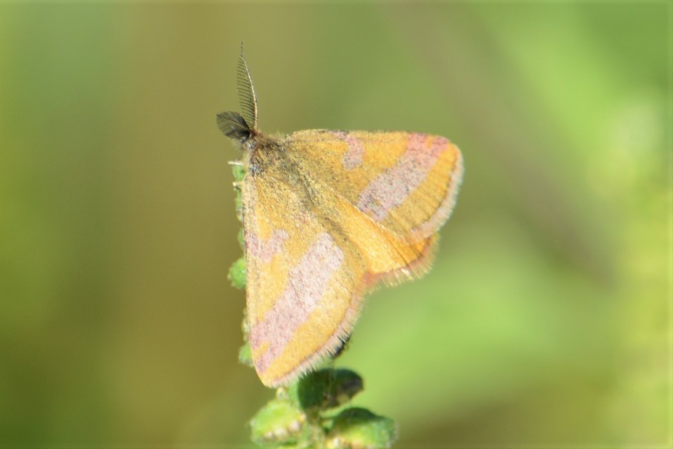 Lythria cruentaria - bíborcsíkos araszoló