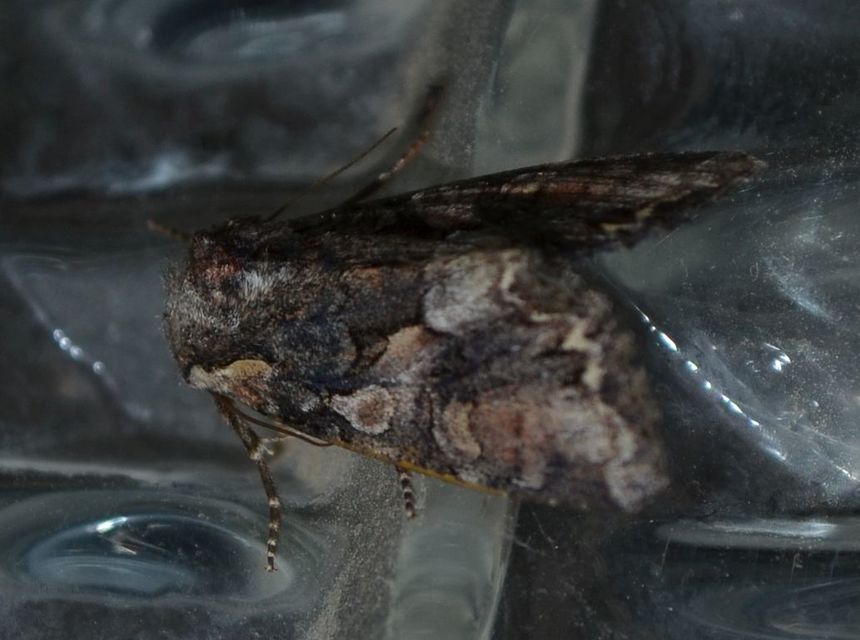 Lacanobia contigua - hamuszürke kertibagoly