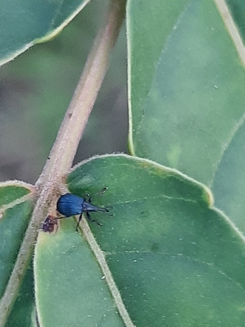 Holotrichapion pisi - lucernarügy-cickányormányos