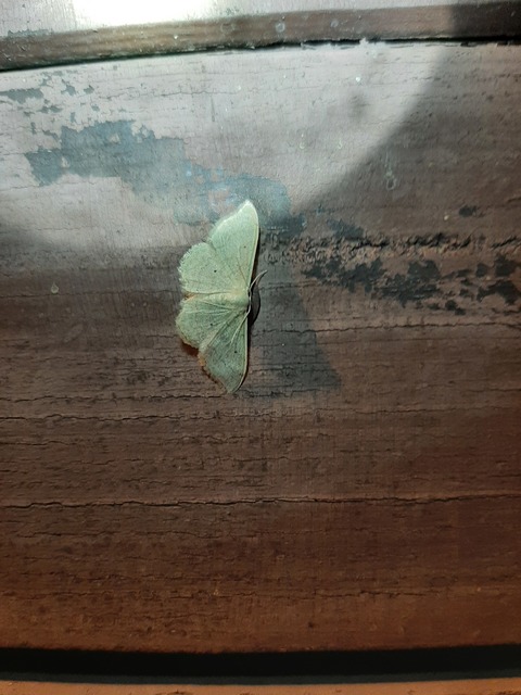 Idaea straminata - szalmasárga sávosaraszoló