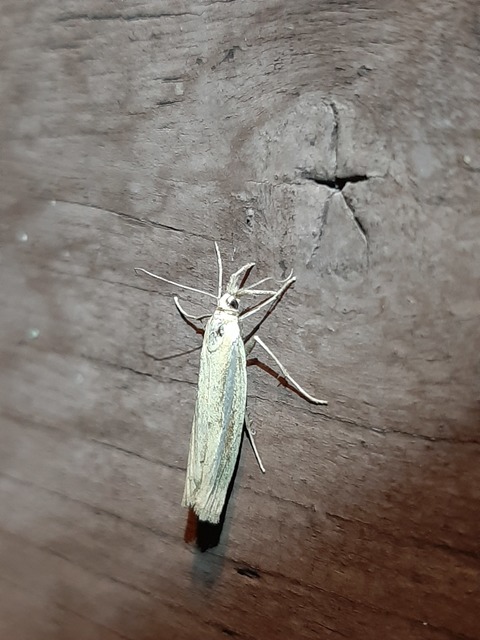 Agriphila