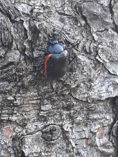 Chrysolina kuesteri - ráncos szegélyeslevelész