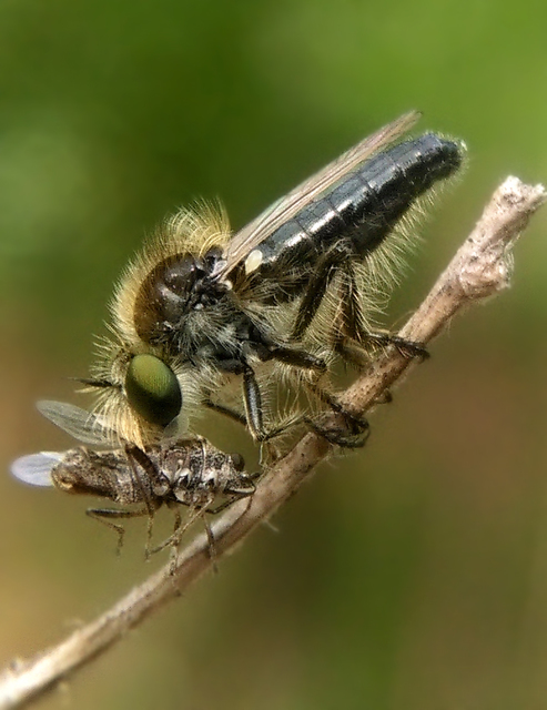 Holopogon priscus
