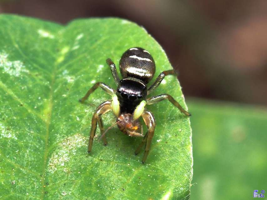 Heliophanus