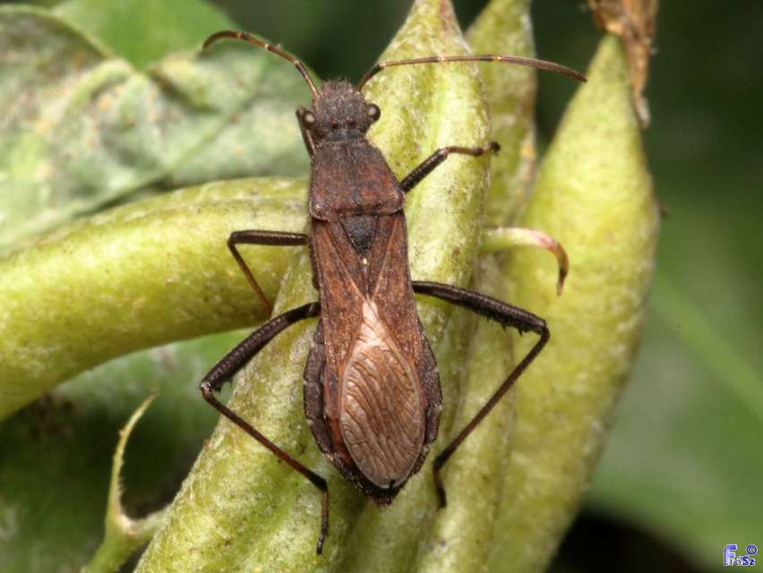 Alydus calcaratus - szőrös tövispoloska