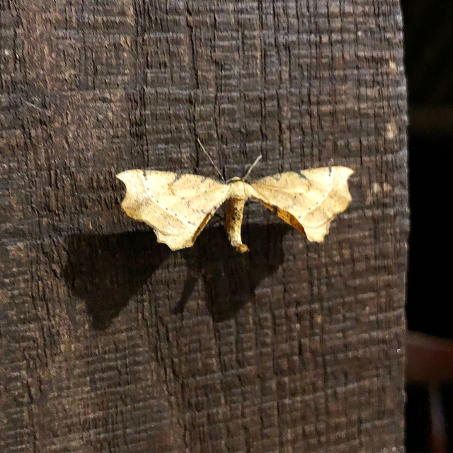 Artiora evonymaria - kecskerágó-araszoló