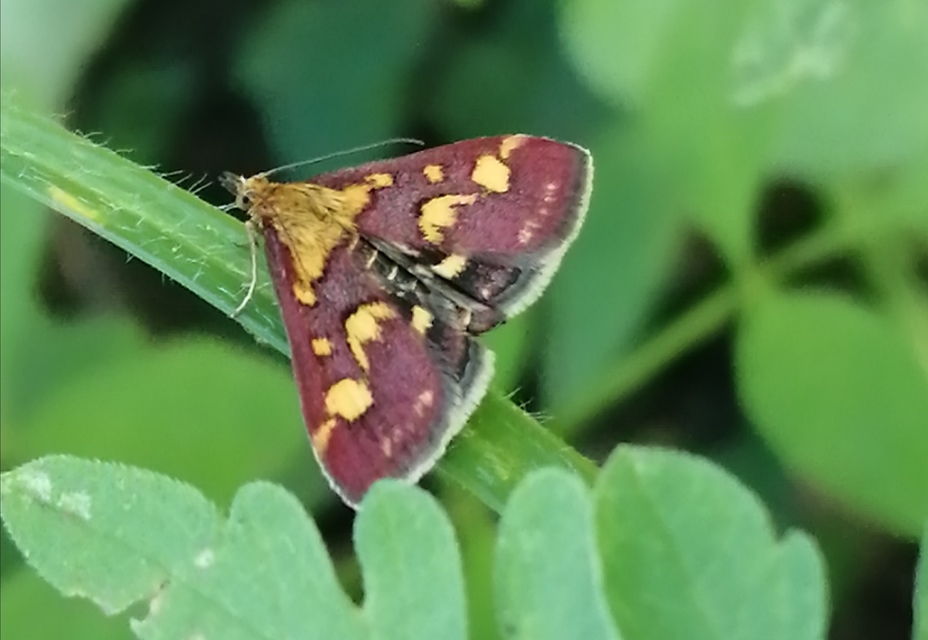 Pyrausta purpuralis - közönséges bíbormoly