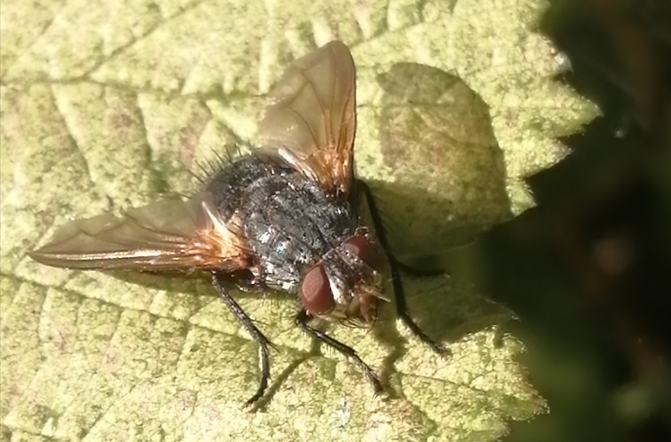Nemoraea pellucida