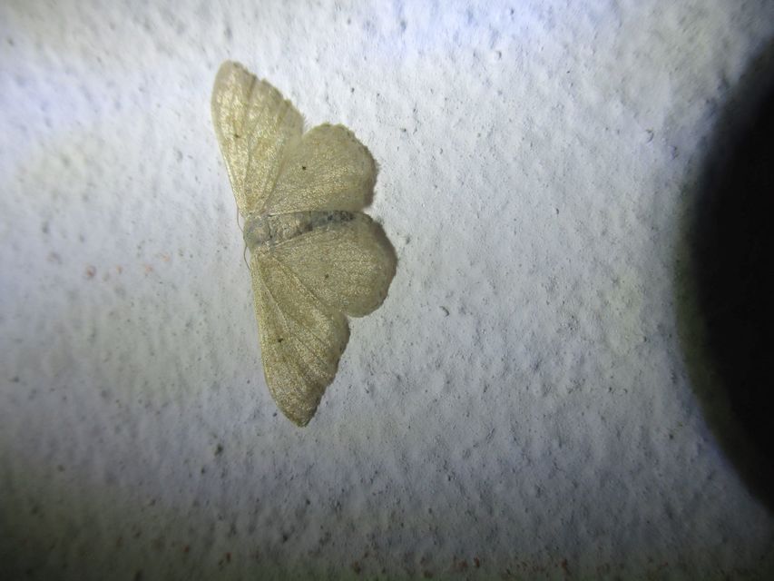 Idaea straminata - szalmasárga sávosaraszoló
