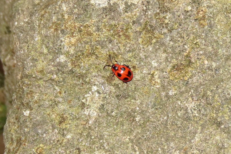 Endomychus coccineus - négypettyes álböde